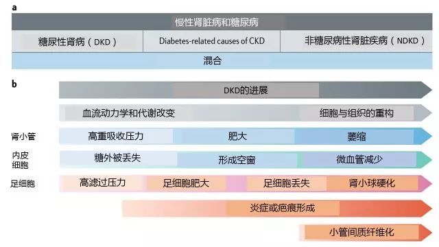 糖尿病腎病 還是 非糖尿病腎病?這是個難題