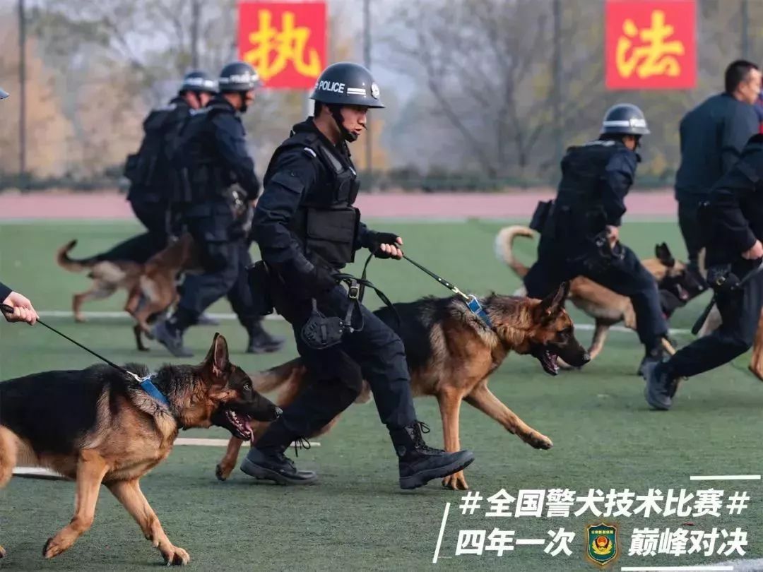 你看過警犬之間的較量嘛?_科目