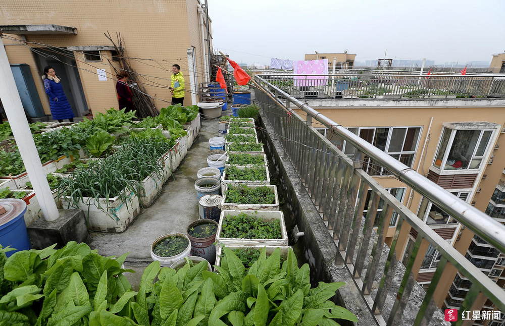 4戶樓頂種菜上百箱,頂樓住戶遭殃:屎尿味加蚊蠅不堪其擾