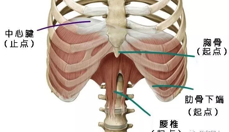 下肋骨和腰椎前侧连接,我们把这些点称为(横膈膜)肌肉的起点