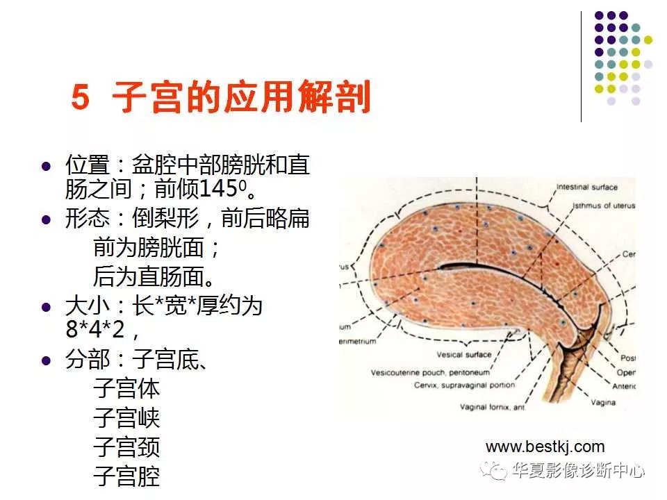 女性盆腔解剖及常見病變的mri診斷