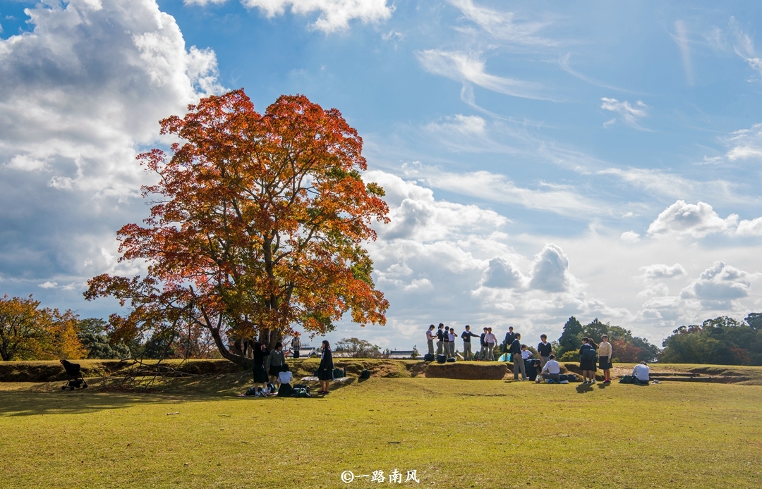 日本奈良公园的树木是 红色 的 地主是一群小鹿 时候