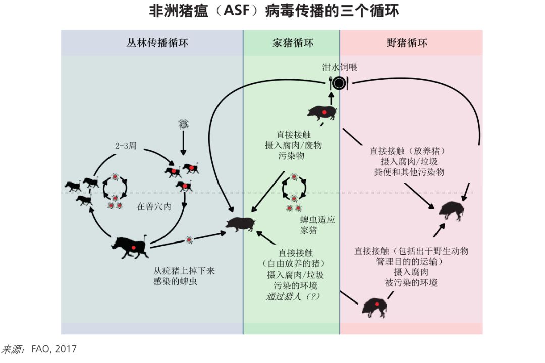 asf)是由非洲猪瘟病毒引起的猪的一种急性,热性,高度接触性动物传染病