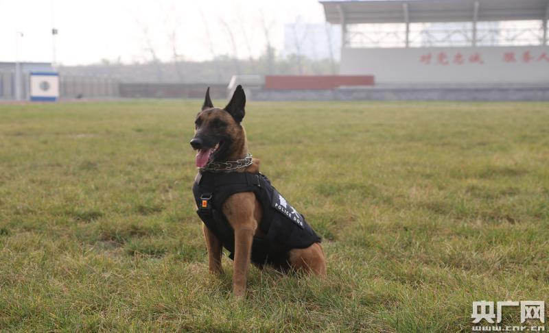 全國警犬技術比賽河北省代表隊榮獲全國團體第一名