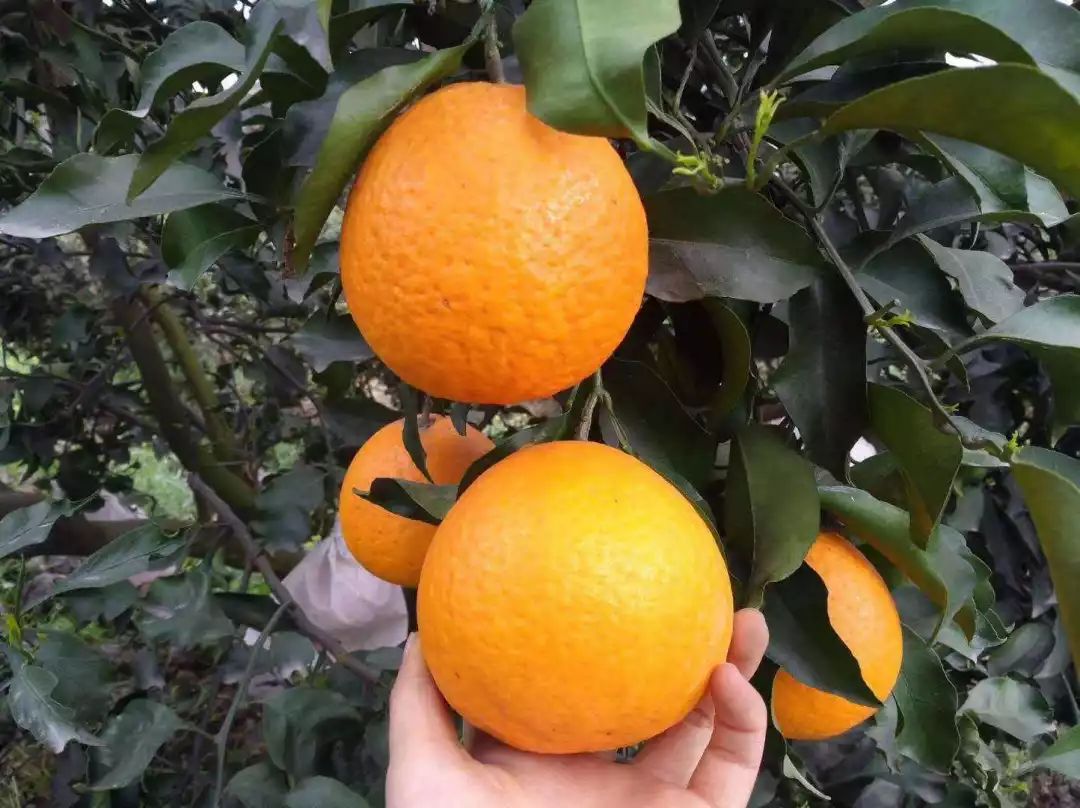 卡拉丁柑橘图片
