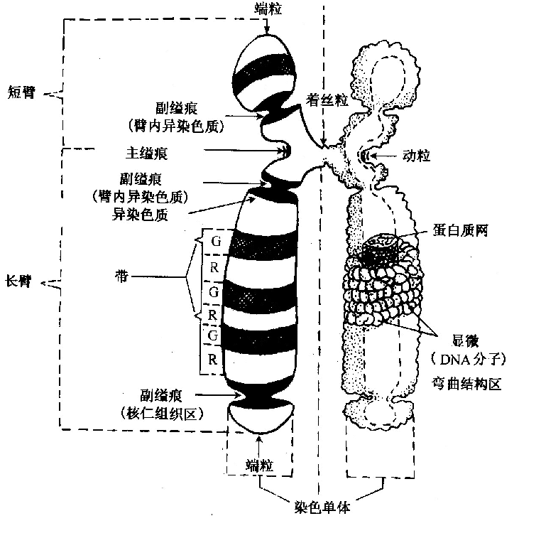 染色单体的图解图片