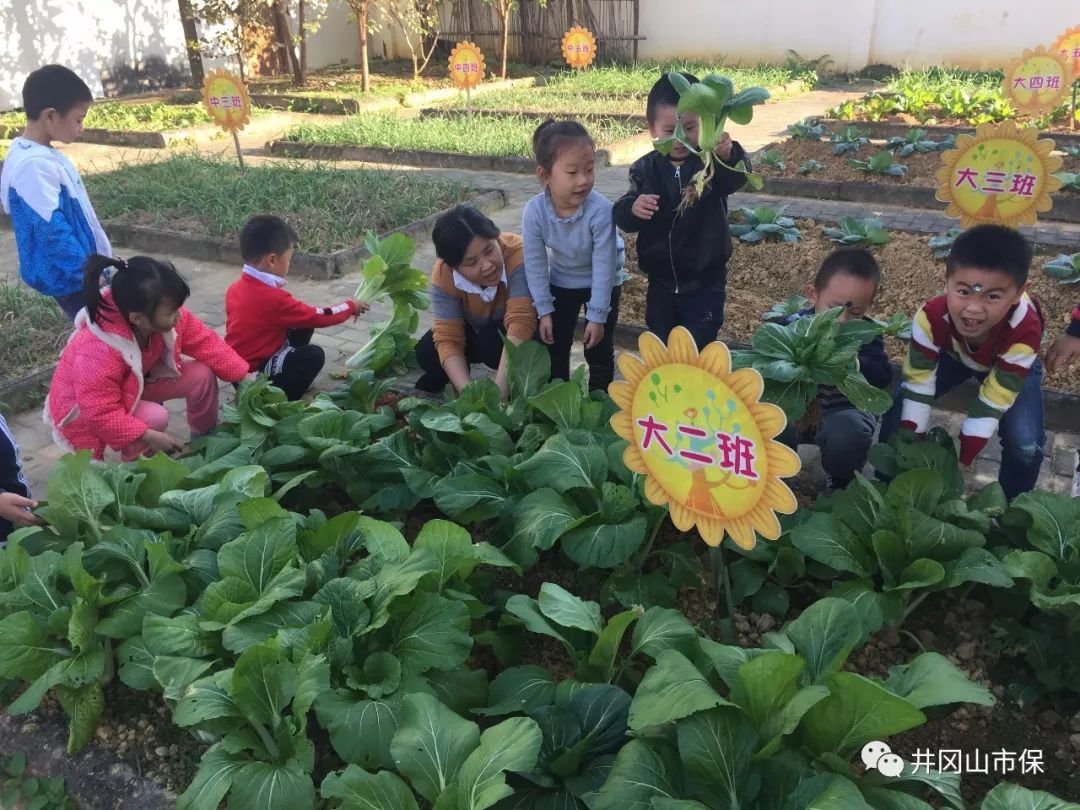 【班级活动】小小种植园,快乐大丰收