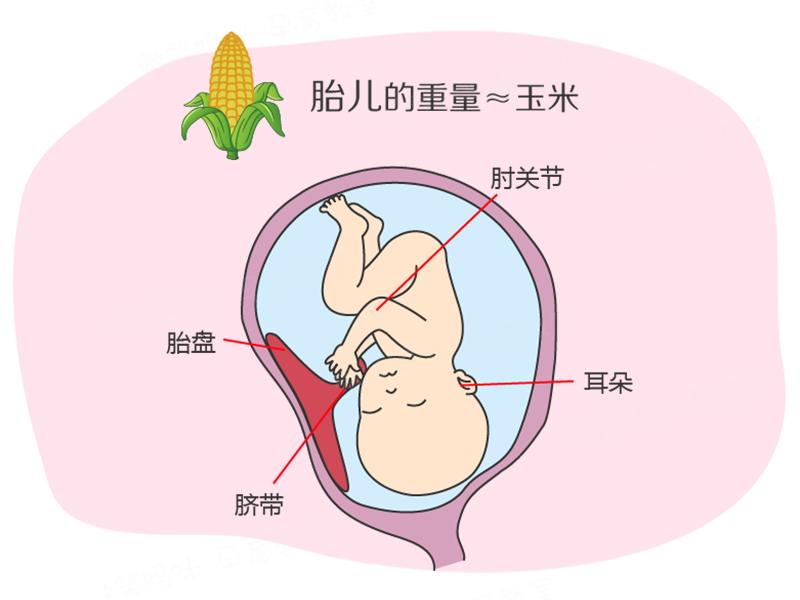 孕期40周指南:懷孕第17周 聽覺開始發達