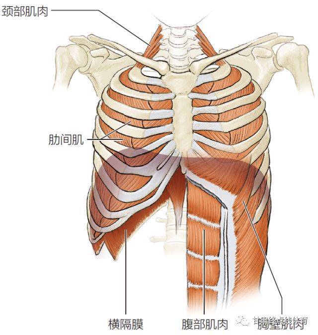 肋间肌位置图片