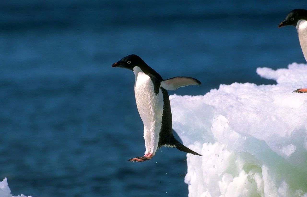 呆萌的企鹅不仅有膝盖还有一双大长腿