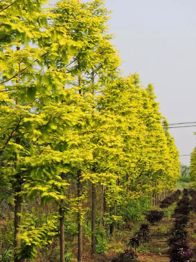 金叶水杉 金叶水杉常年靓丽的金黄色树冠,金黄色的羽状复叶稳定无