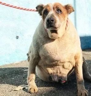格斗胖狗图片