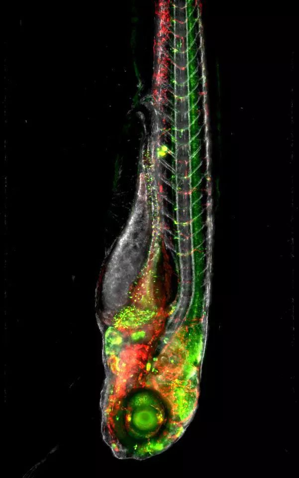 这种小巧的,透明的斑马鱼幼仔是基因操纵的理想对象,它们的脑结构可以