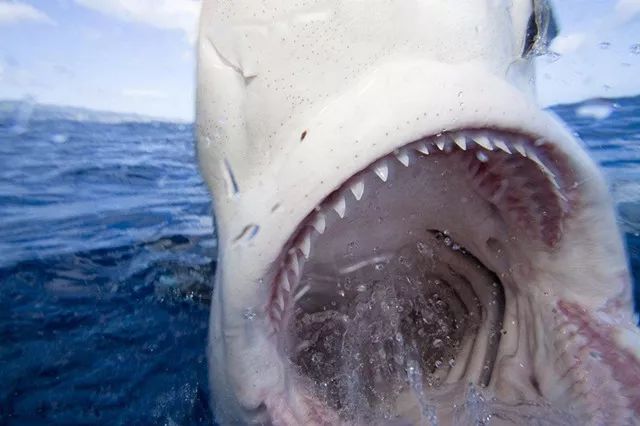 为什么鲨鱼牙齿可以再生,而人类不可以?