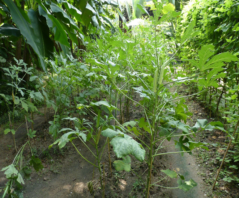 箭叶秋葵根茎的图片图片