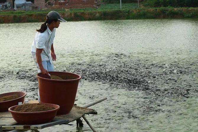 水产养殖中颗粒饲料投喂的技巧你知道吗?