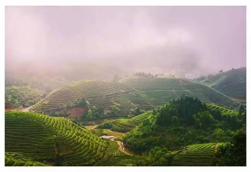 福建这些最美茶园 成为c位网红景点