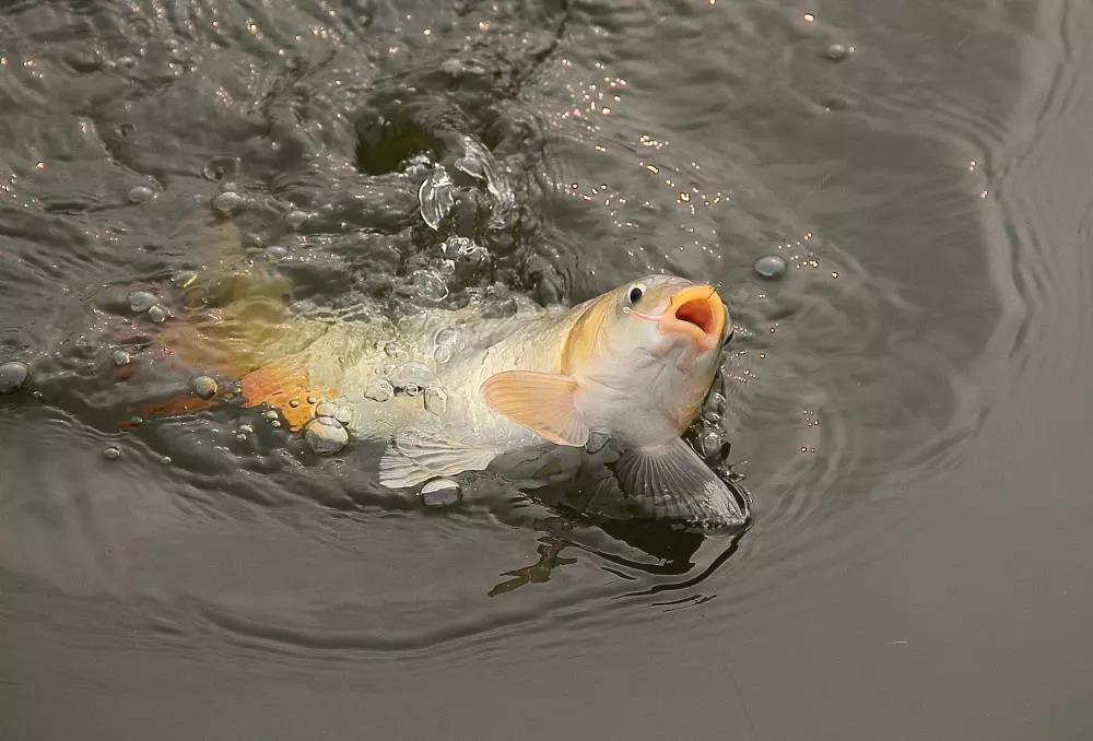 釣魚技巧想要釣到大鯉魚懂得看天氣是很重要的