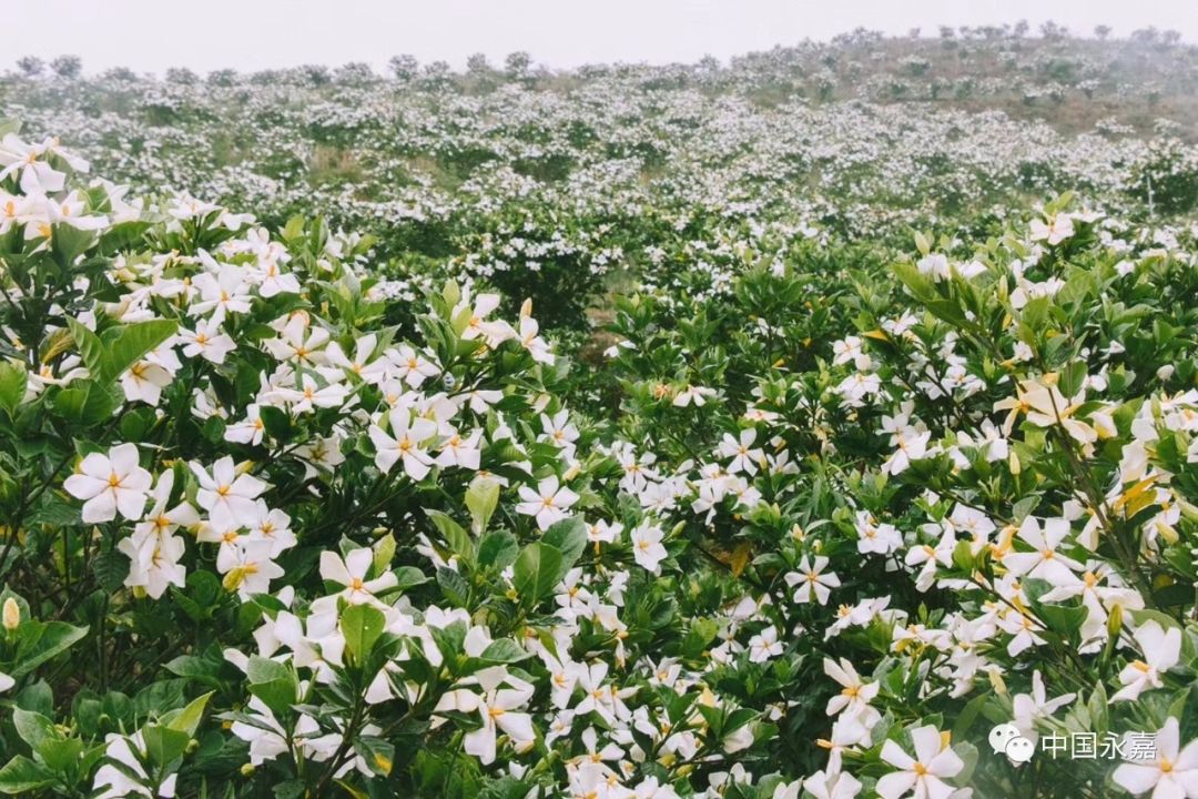 四川栀子花种植基地图片