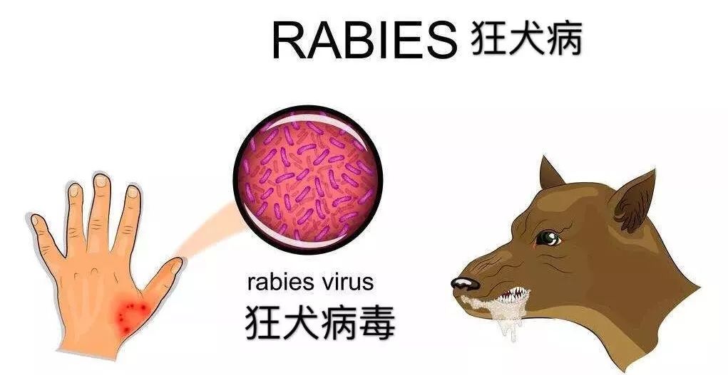 狂犬病毒图片卡通图片