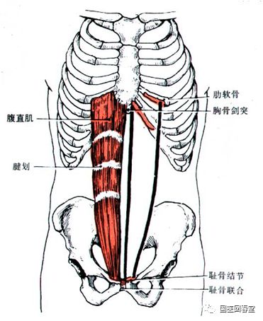 史上最全的骨盆终极详解(七):与骨盆相连的腹部肌肉解构