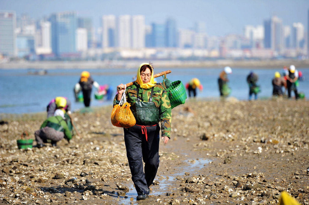 在山东青岛西海岸新区唐岛湾南岸,众多市民趁落大潮前来湾底赶海挖拾