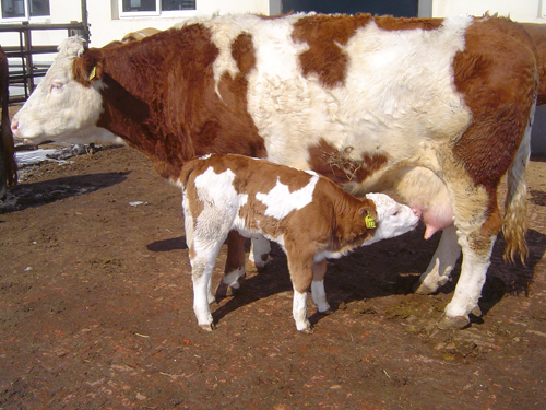 母牛生产前外明图片图片