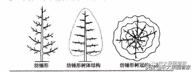 请收藏—果树纺锤形树形的培养方法