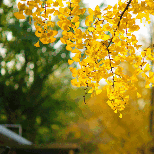 树叶变黄gif图片