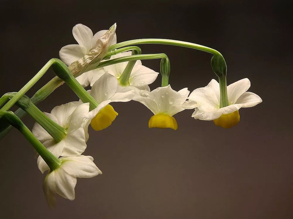 水仙花语(红口水仙花语)