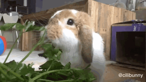 兔子胡萝卜动态图图片