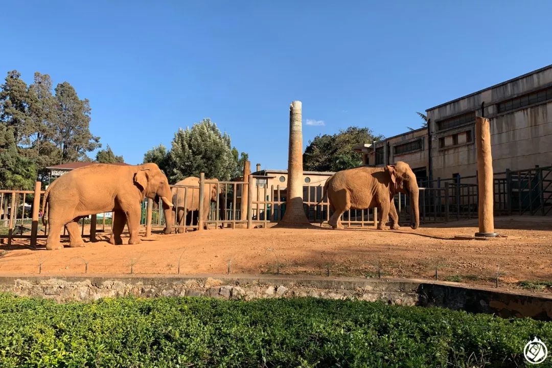 亞熱帶的生機勃勃昆明動物園遊記