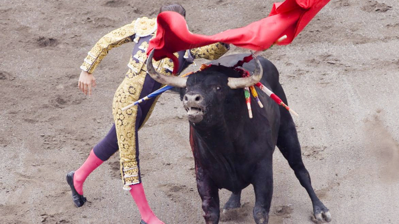 為什麼西班牙鬥牛士敢斗大公牛卻不敢鬥體型比較小的獅子老虎