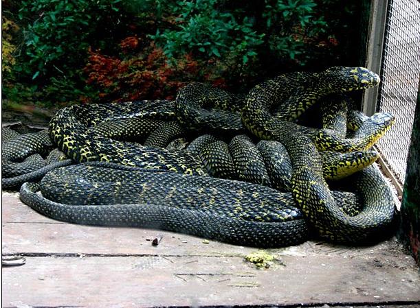王锦蛇,也叫黄蟒蛇菜花蛇等,是一种体型比较大的无毒蛇!