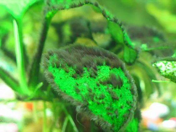 是红藻的一种,不好看,难根除,很多鱼友都把黑毛藻列为鱼缸里的钉子户