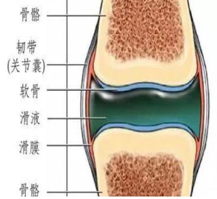 豌豆骨位置图片