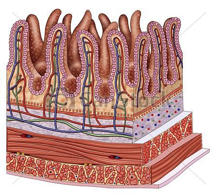 小肠上皮细胞结构图片