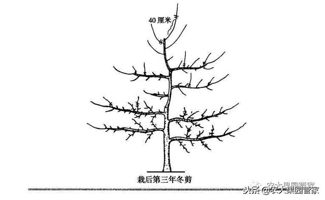 请收藏—果树纺锤形树形的培养方法