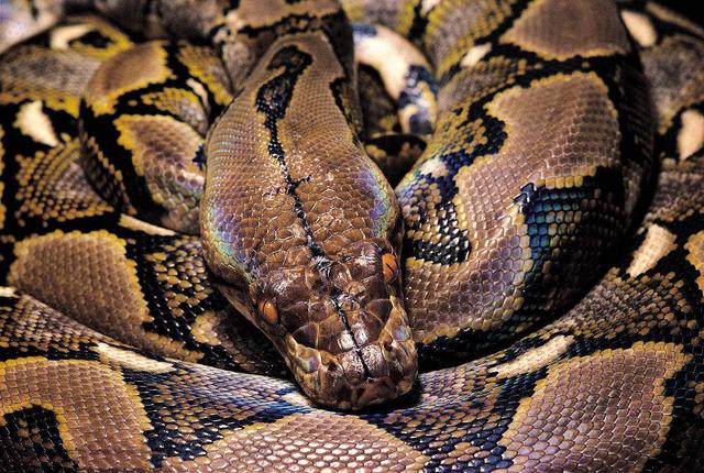 世界上什么蛇最长图片