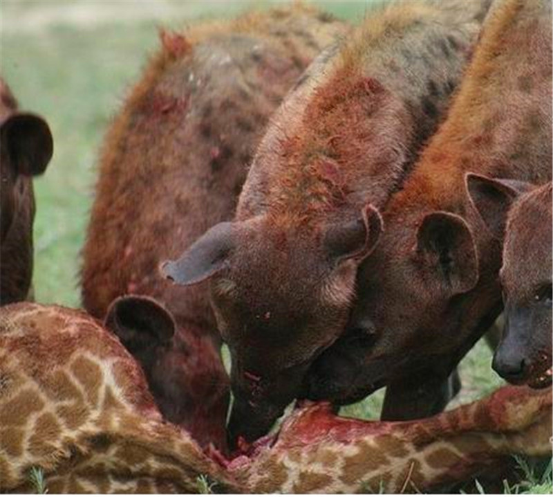 落单的长颈鹿遇上一群鬣狗鬣狗迅速上演掏肛绝技简直太强悍