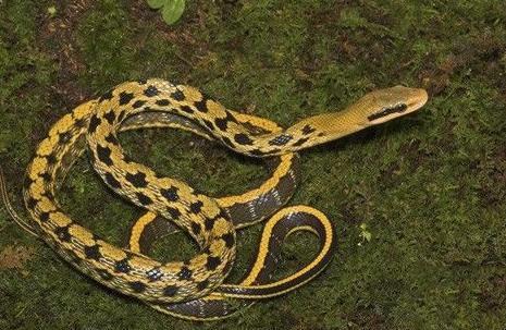 中国锦蛇种类图片