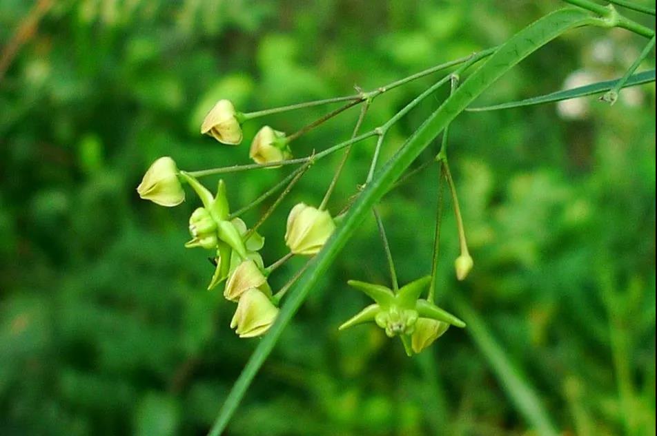 蛇见愁草图片