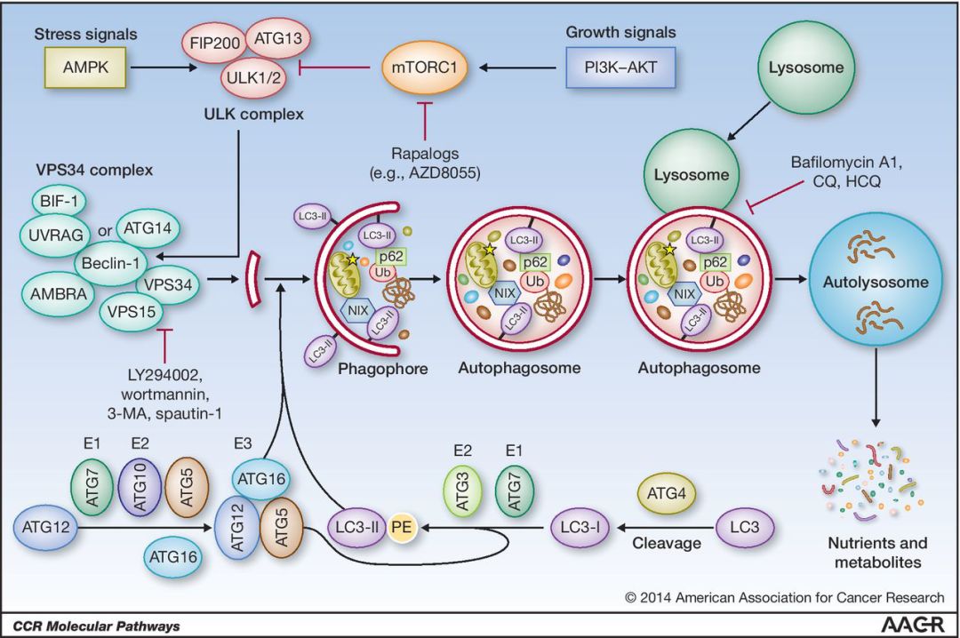热点研究自噬不得不说的关键分子