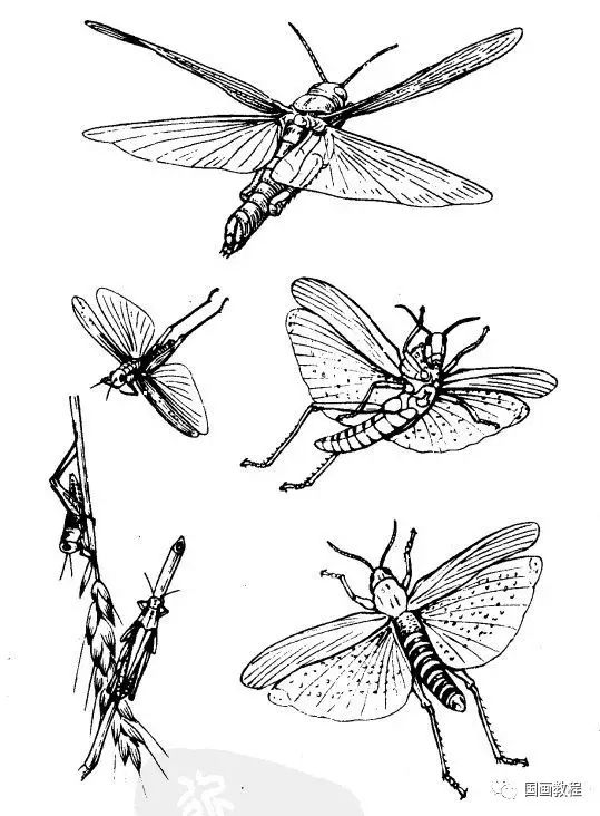【国画教程】最全的昆虫白描图谱