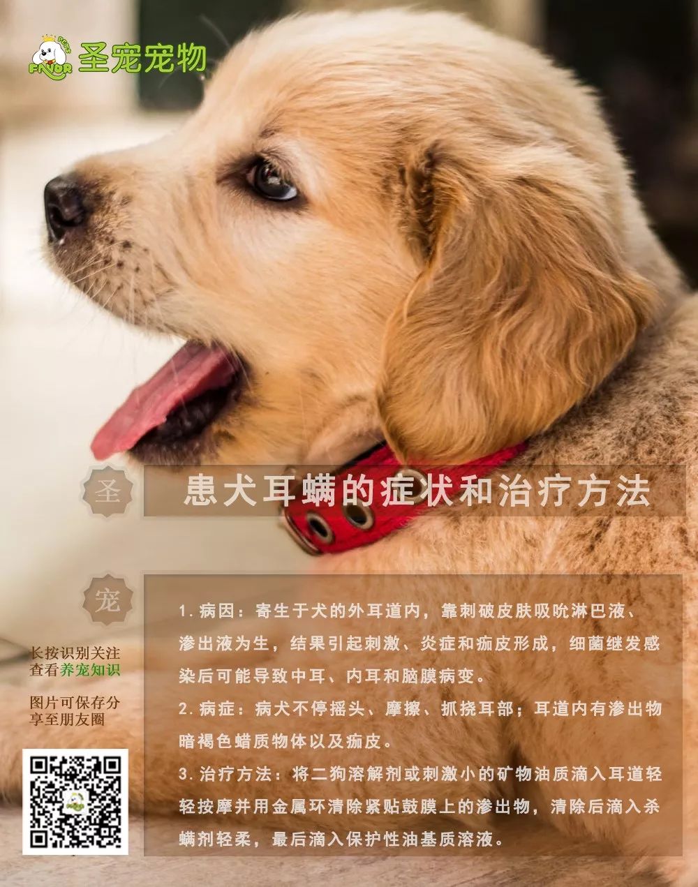 【薦讀】患犬耳蟎的症狀和治療方法