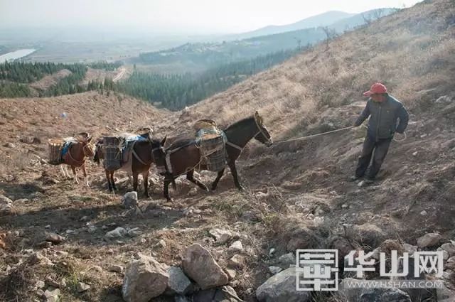 騾隊馱黃土上山蒲城縣三年要讓三萬畝禿山變綠山