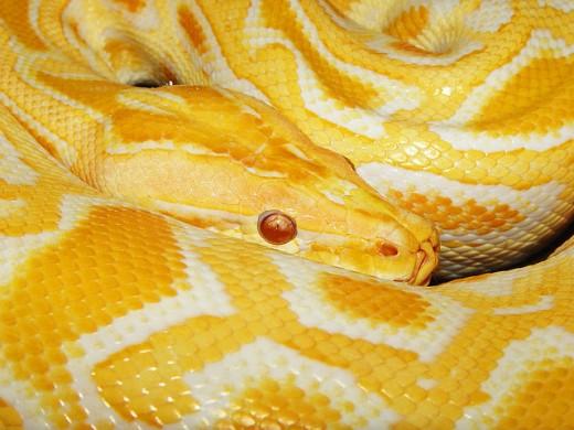 黄金蟒一种很稀少的变异蟒蛇体长可达到7米它是无毒性的