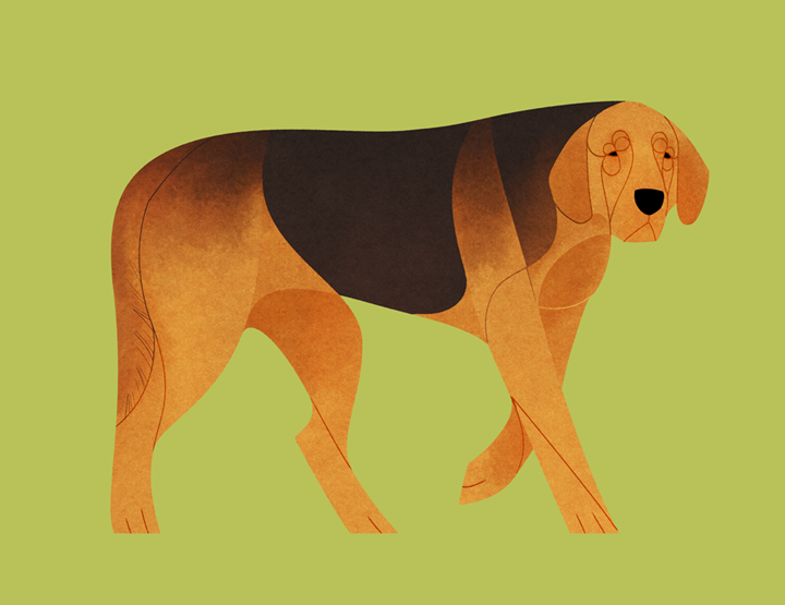 毕加索的兰普狗图片