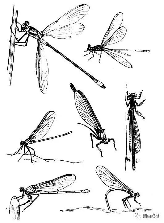 水墨昆虫画法简笔画图片