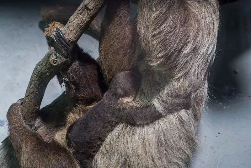 週末去哪兒幹啥都慢生崽卻快如閃電杭州野生動物世界誕生第一隻樹懶